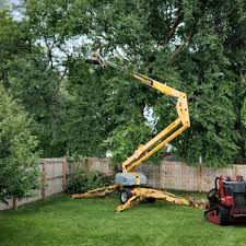 Professional Tree Services in Madison, OH