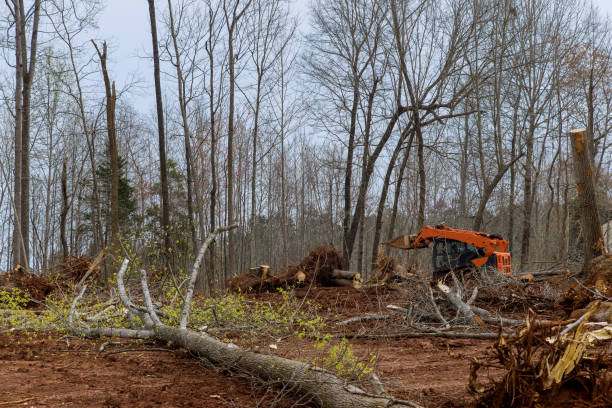 How Our Tree Care Process Works  in  Madison, OH